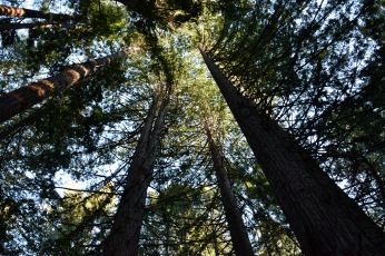 Portola Redwoods, La Honda, California